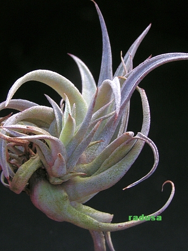 Tillandsia chiapensis..jpg