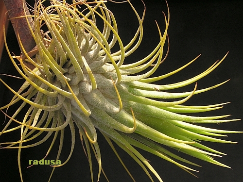 Tillandsia ionantha.jpg