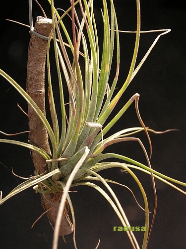 Tillandsia karwinskiana.jpg