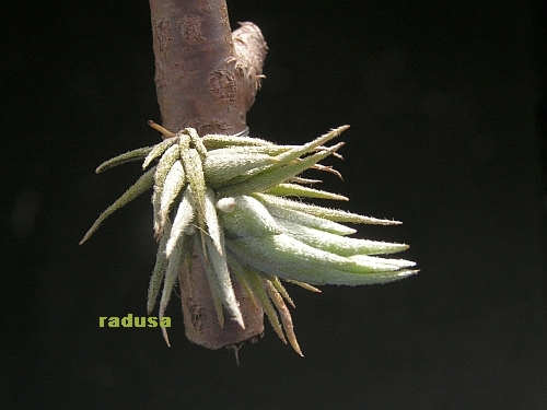 Tillandsia loliacea.jpg