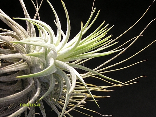 Tillandsia magnusiana.jpg