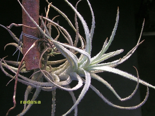 Tillandsia tectorum.jpg