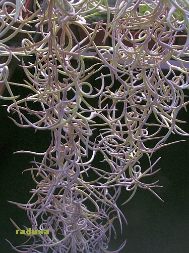 Tillandsia usneoides.jpg