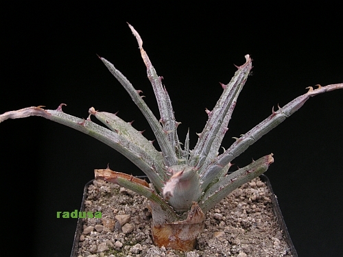 Hechtia glomerata   JM.jpg