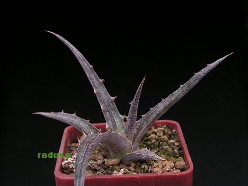 Hechtia sp. 4    JM.jpg