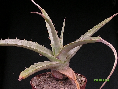 Hechtia sp. 2    JM.jpg