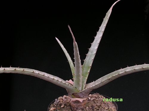 Hechtia sp., Mex., Teotitlán del Camino    JM.jpg