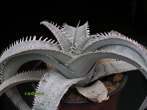 Dyckia marnier- lapostollei.jpg