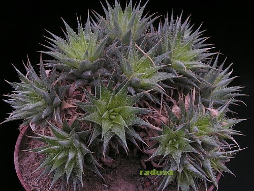 Deuterocohnia brevifolia.jpg