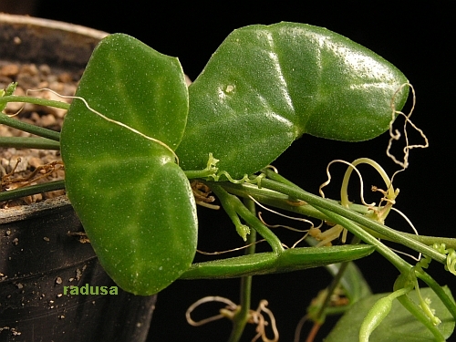 Zehneria pallidinervia, Kenya, Uganda, Tanzania, Mocambique.jpg