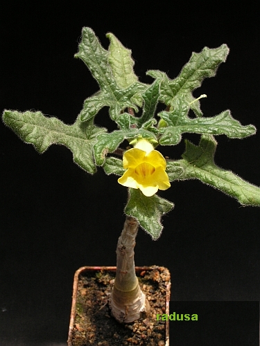 Uncarina roeoesliana, Madagascar.jpg