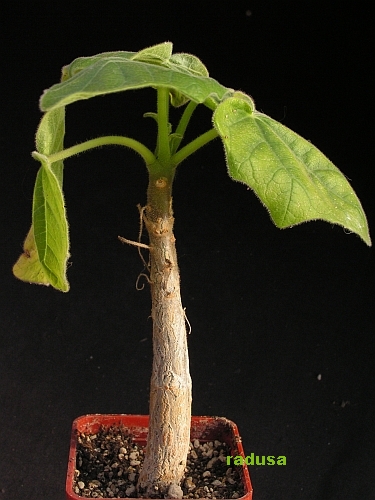 Uncarina sp., Madagascar, Tongobory.jpg