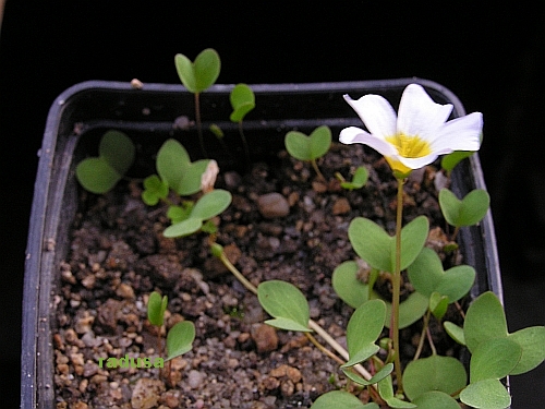 Oxalis dregei 1.jpg