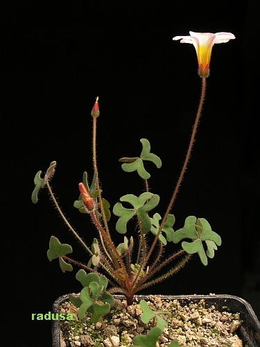 Oxalis glabra.jpg