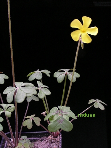 Oxalis livida 1.jpg