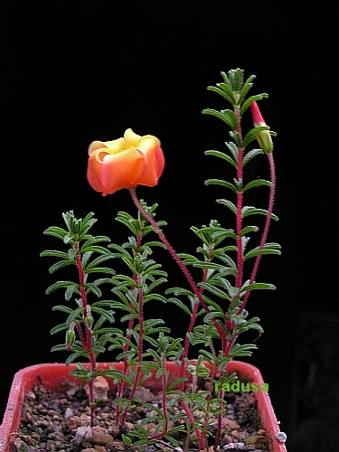 Oxalis massoniana 1.jpg