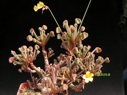 Oxalis paposana.jpg