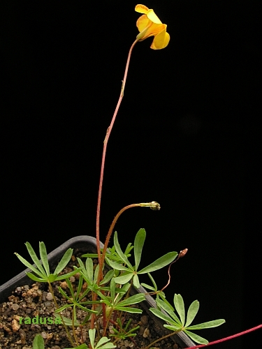 Oxalis pardalis 1.jpg