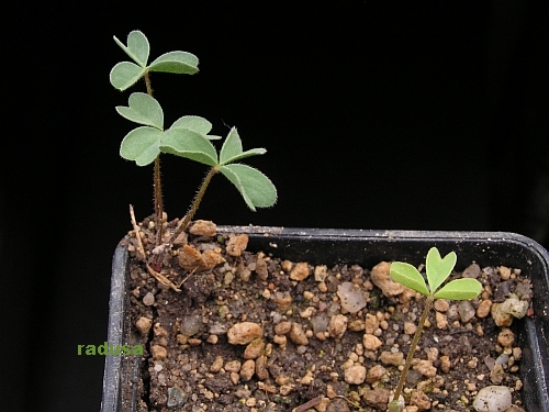 Oxalis pulchella, Piketberg.jpg