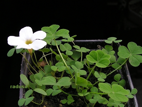 Oxalis sonderiana 1.jpg