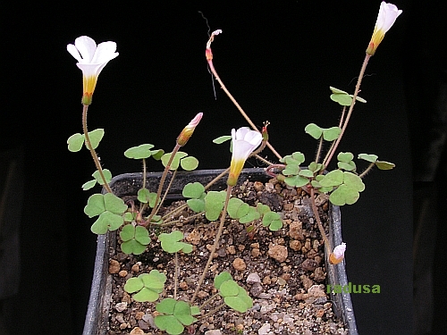 Oxalis sp. nova.jpg