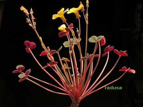 Oxalis sp., Bolivia.jpg