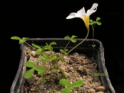 Oxalis tenella 2.jpg