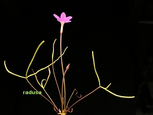 Oxalis variifolia v.ternata.jpg