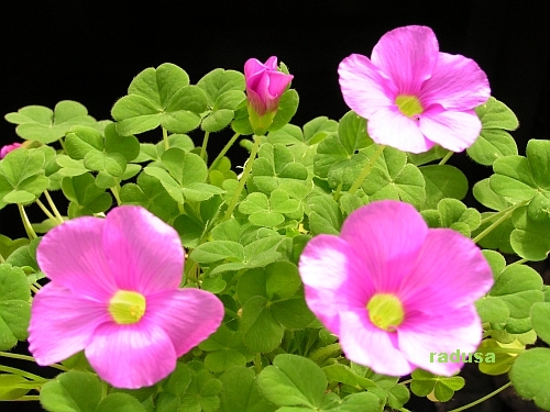 Oxalis zeekoevleyensis 1.jpg