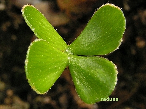 Zamia furfuracea.jpg