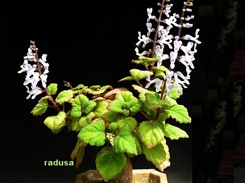 Plectranthus ernstii.jpg