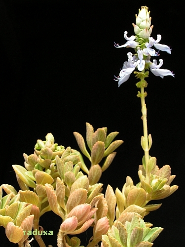 Plectranthus neochilus.jpg