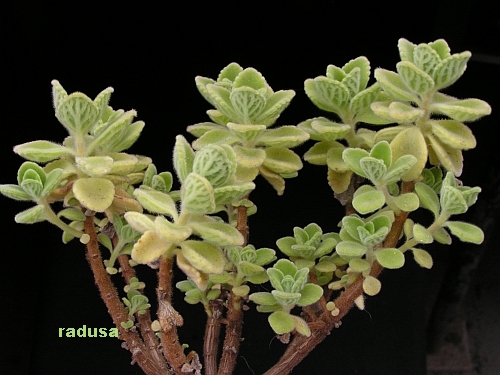 Plectranthus sp..jpg