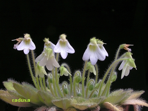 Petrocosmea rosetiifolia.jpg