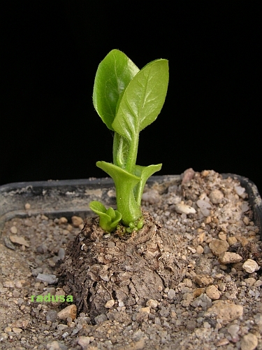 Mirabilis jalapa.jpg