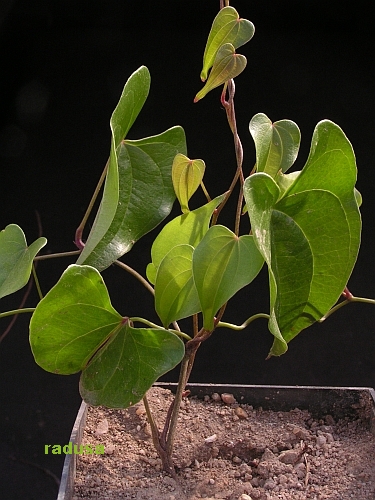 Dioscorea sp. 1    JM.jpg
