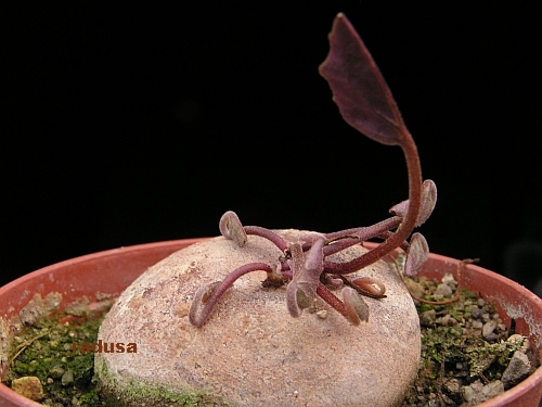 Cyclamen cilicicum.jpg