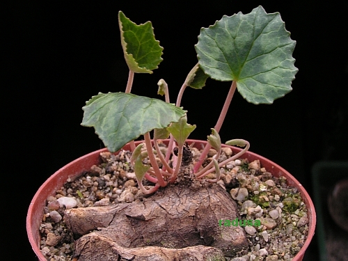 Cyclamen sp., Crete.jpg