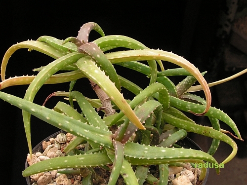 Aloe ankoberensis   JM.jpg