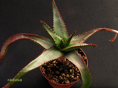 Aloe cipolinicola   JM.jpg