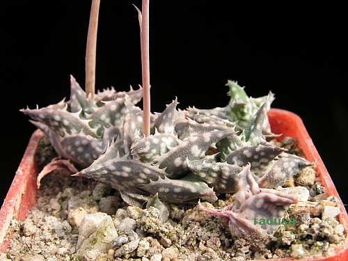 Aloe descoingsii ssp.augustina   JM.jpg