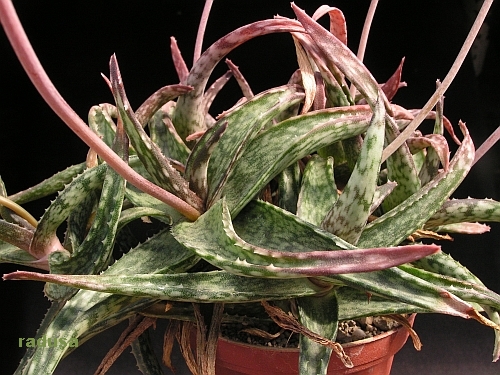 Aloe fragilis   JM.jpg