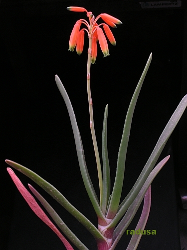 Aloe howmanii   JM.jpg