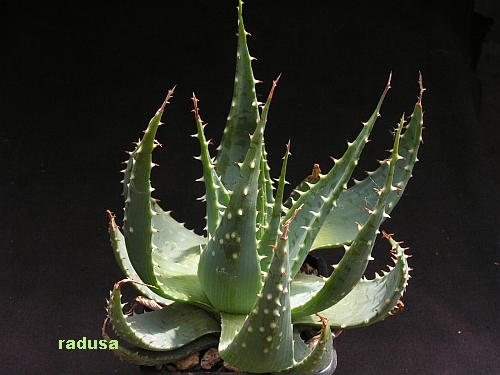 Aloe pratensis   JM.jpg