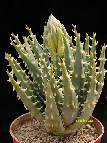 Aloe longistyla   JM.jpg