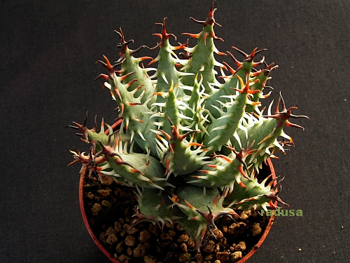 Aloe melanacantha v.erinacea   JM.jpg