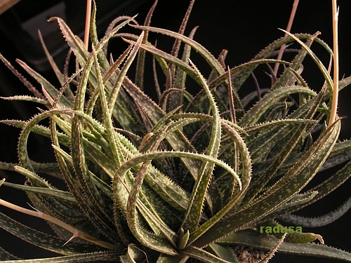 Aloe perrieri   JM.jpg