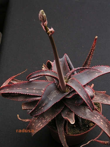 Aloe rebmannii   JM.jpg