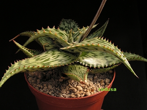 Aloe somaliensis   JM.jpg