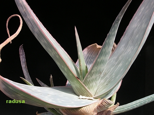 Aloe striata   JM.jpg